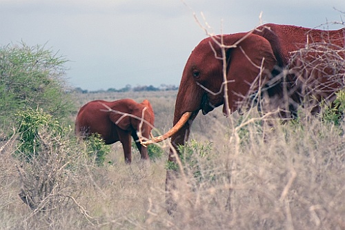 Kenia (410)